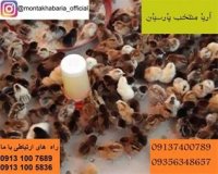 فروش گلپایگان تخمگذار در اصفهان در گروه مرغ و خروس و بوقلمون و اردک قو قاز در یکمیوه