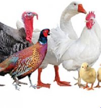 فروش جوجه غاز در اصفهان در گروه مرغ و خروس و بوقلمون و اردک قو قاز در یکمیوه