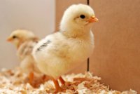 فروش جوجه گوشتی آرین در تهران در گروه مرغ و خروس و بوقلمون و اردک قو قاز در یکمیوه