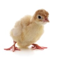 فروش بوقلمون بیوتی در اصفهان در گروه مرغ و خروس و بوقلمون و اردک قو قاز در یکمیوه