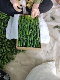 فروش فلفل هالوپینو سبز و قرمز در ورامین در گروه خرید فروش عمده فلفل - دلمه سبز رنگی پاریریکا هالوپینو کاین در یکمیوه