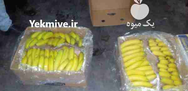 قیمت خرید عمده موز اکوادور و هند در تهران در گروه خرید و فروش موز در یکمیوه -عکس1