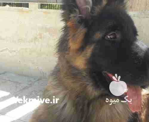 فروش سگ ژرمن در البرز در گروه سگ و گربه _ نگهبان هاسکی ژرمن دوبرمن سرابی در یکمیوه -عکس1