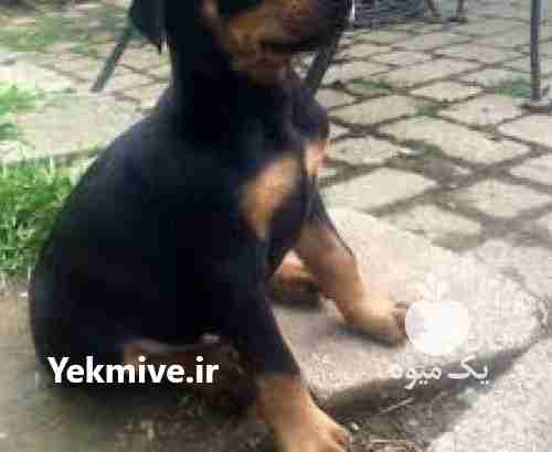 فروش سگ دوبر من اصیل در البرز در گروه سگ و گربه _ نگهبان هاسکی ژرمن دوبرمن سرابی در یکمیوه -عکس1
