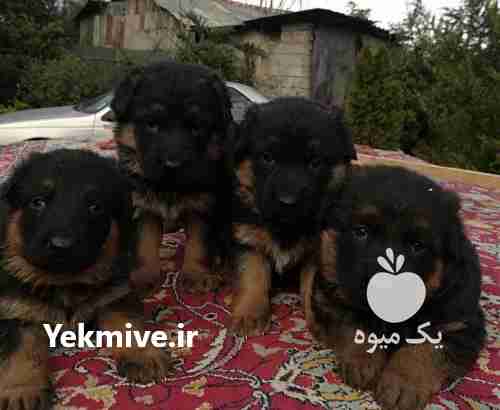 فروش سگ توله ژرمن در البرز در گروه سگ و گربه _ نگهبان هاسکی ژرمن دوبرمن سرابی در یکمیوه -عکس1