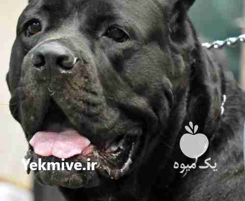 فروش سگ کن کورسو در البرز در گروه سگ و گربه _ نگهبان هاسکی ژرمن دوبرمن سرابی در یکمیوه -عکس1