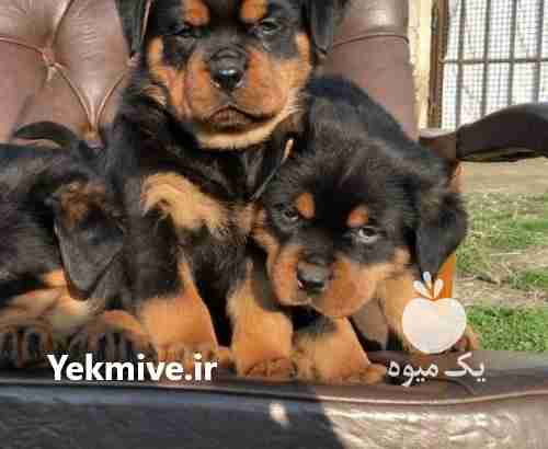 فروش سگ روتوایلر در مهر در گروه سگ و گربه _ نگهبان هاسکی ژرمن دوبرمن سرابی در یکمیوه -عکس1