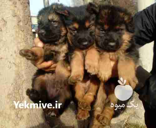 فروش سگ توله ژرمن اصیل در مهر در گروه سگ و گربه _ نگهبان هاسکی ژرمن دوبرمن سرابی در یکمیوه -عکس1