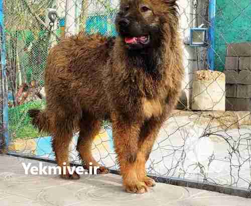 فروش سگقفقازی اصیل در مهر در فارس در گروه سگ و گربه _ نگهبان هاسکی ژرمن دوبرمن سرابی در یکمیوه -عکس1