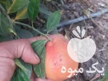 خرید نهال لیمو ترش خونی در ساری در گروه خرید و فروش نهال در یکمیوه -عکس1