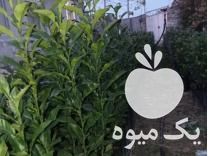 فروش 2000 نهال نارنج 1متری در ساری در گروه خرید فروش عمده نارنج - میوه شمال جنوب خرید و فروش عمده در یکمیوه -عکس1