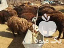 فروش اخور آخور آبخور آبشخور ابخور گالوانیزه دامداری در پاکدشت در گروه تجهیزات دام و طیور - خرید فروش نو دسته دوم در یکمیوه -عکس1