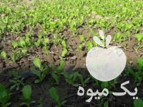 فروش فوری نشا نعنا محلی وکاهو سیاه و گل گاوزبان در بهشهر در گروه خرید فروش عمده کاهو - رسمی پیچ سالادی فرانسوی چینی قرمز در یکمیوه -عکس1