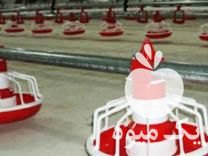 فروش دانخوری وآبخوری در ایزدخواست در گروه تجهیزات دام و طیور - خرید فروش نو دسته دوم در یکمیوه -عکس1