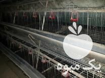 خریدارقفس مرغ وبلدرچین در قم در گروه تجهیزات دام و طیور - خرید فروش نو دسته دوم در یکمیوه -عکس1