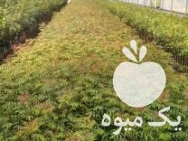 فروش نهال پسته هیبریدی در تهران در گروه خرید فروش نهال - انواع گردو پسته بادام سلطانی انگور در یکمیوه -عکس1