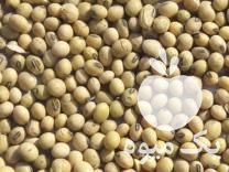 فروش دانه روغنی سویا در تبریز در گروه خرید فروش عمده دانه های روغنی - کلزا خردل آفتابگردان بادام کنجد سویا در یکمیوه -عکس1