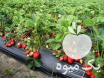 فروش بوته توت فرنگی خارجی پر محصول در جویبار در گروه خرید فروش عمده توت فرنگی - خرید فروش عمده قرمز سفید در یکمیوه -عکس1