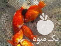 فروش ماهی پخش درسراسر کشور قرمز وکپور در فومن در گروه انواع ماهی - سالمون شیر کپور قرمز شوریده سفید گوپی مرکب در یکمیوه -عکس1