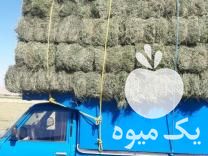 فروش ذرت علوفه ای پر دانه دزفول در تبریز در گروه خوراک دام و طیور - پرواری شیری علوفه یونجه در یکمیوه -عکس1