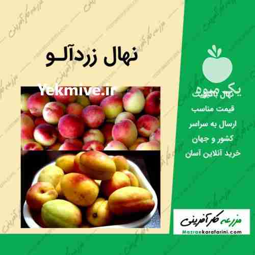 فروش نهال ارقام زردآلو 09915131382 در سمنان در گروه خرید فروش نهال - انواع گردو پسته بادام سلطانی انگور در یکمیوه -عکس1