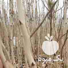 فروش نهال پسته صداقت در یزد در گروه خرید فروش نهال - انواع گردو پسته بادام سلطانی انگور در یکمیوه -عکس1