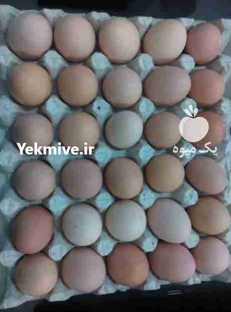 فروش تخم مرغ خوراکی محلی با وزن 11 کیلو در تهران در گروه انواع تخم ها - مرغ بوقلمون پرنده عمده کشاورزی در یکمیوه -عکس1