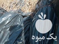 فروش باغ و نهالستان انگور در تربت حیدریه در گروه خرید فروش نهال - انواع گردو پسته بادام سلطانی انگور در یکمیوه -عکس1