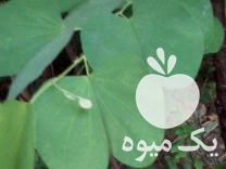 فروش نهال کمیاب ارکیده درختی هنگ کنگ صورتی در کیش در گروه خرید فروش نهال - انواع گردو پسته بادام سلطانی انگور در یکمیوه -عکس1