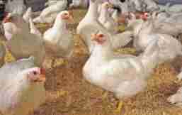 فروش مرغ تخم گذار اصلاح نژاد شده در تهران در گروه مرغ و خروس و بوقلمون و اردک قو قاز در یکمیوه -عکس1
