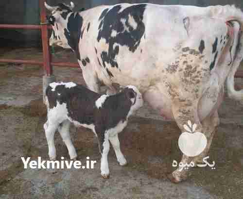 فروش گاو سیمینتال و هلشتای در گرگان در گروه گاو و گوسفند و میش و بز کهره گوساله سمینتال در یکمیوه -عکس1