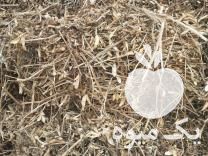 فروش کاه سویا پرس شده در تبریز در گروه خوراک دام و طیور - پرواری شیری علوفه یونجه در یکمیوه -عکس1