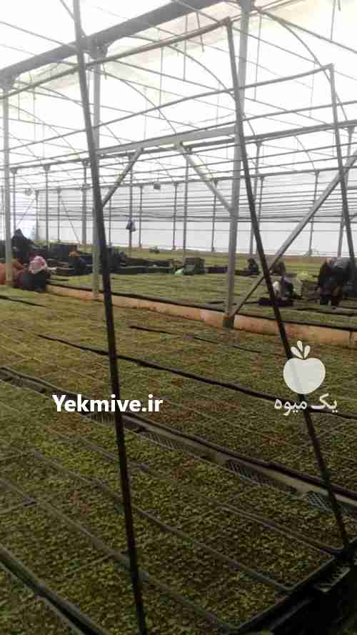 فروش ویژه نشا کاهو پیچ در تهران در گروه خرید فروش عمده کاهو - رسمی پیچ سالادی فرانسوی چینی قرمز در یکمیوه -عکس1