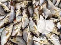 فروش انواع بچه گرمابی وماهی شب عید در اصفهان در گروه ماهی کپور - ماهیان معمولی علف خوار پرورشی خرید و فروش در یکمیوه -عکس1