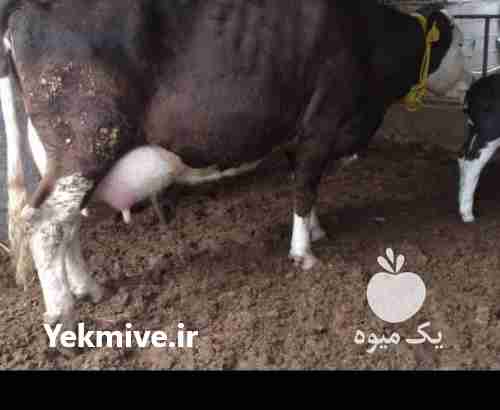 فروش گاو سیمینتال و هلشتای در آق قلا در گروه گاو و گوسفند و میش و بز کهره گوساله سمینتال در یکمیوه -عکس1