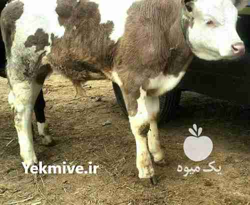 فروش گاو سیمینتال و هلشتای در کوار در گروه گاو و گوسفند و میش و بز کهره گوساله سمینتال در یکمیوه -عکس1