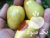 فروش نهال عناب گلابی پیوندی اوکراین زود بازده در بندرعباس در گروه خرید فروش نهال - انواع گردو پسته بادام سلطانی انگور در یکمیوه -عکس1