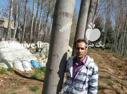 فروش تولید و توزیع عمده نهال پالونیا هیبرید اصلاح شده طب جو  در سمنان در گروه خرید فروش نهال - انواع گردو پسته بادام سلطانی انگور در یکمیوه -عکس1