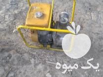 فروش روبین 3 اینچی اصل ژاپن در گرگان در گروه خرید فروش عمده انواع گل - پروش قاشقی موسی ساکولنت بن سای در یکمیوه -عکس1