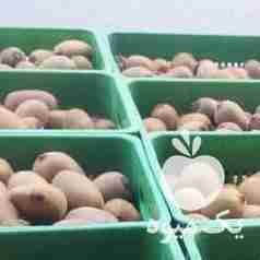 فروش کیوی هایوارد درشت در تنکابن در گروه خرید فروش عمده کیوی - صادراتی مازندران تنکابن تالش در یکمیوه -عکس1