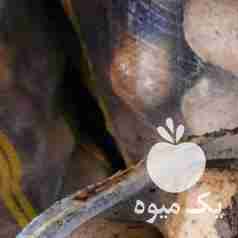 فروش سیب زمینی خوراکی بامبا در همدان در گروه خرید فروش عمده سیب زمینی - زودرس دیررس آگریا اسپریت اردبیل همدان در یکمیوه -عکس1