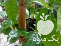 فروش نهال کمیاب ساپوت سفید سه ساله در کیش در گروه خرید فروش نهال - انواع گردو پسته بادام سلطانی انگور در یکمیوه -عکس1