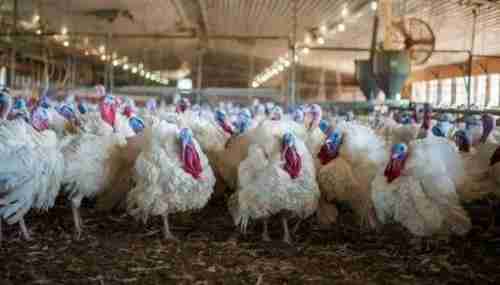 قیمت جوجه بوقلمون یک ماهه _ فروش جوجه مرغ گوشتی - طیور در تهران در گروه مرغ و خروس و بوقلمون و اردک قو قاز در یکمیوه -عکس1