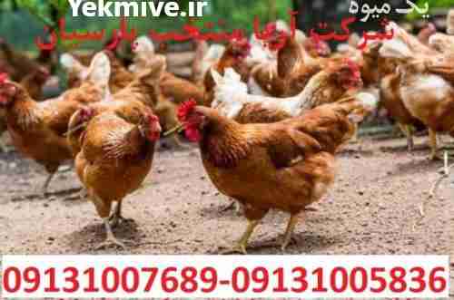 فروش مرغ لوهمن 1 روزه تا 5 ماهه در اصفهان در گروه مرغ و خروس و بوقلمون و اردک قو قاز در یکمیوه -عکس1