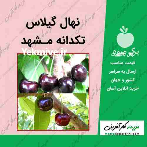 فروش نهال گیلاس تکدانه مشهد 09915131382 در سمنان در گروه خرید فروش نهال - انواع گردو پسته بادام سلطانی انگور در یکمیوه -عکس1