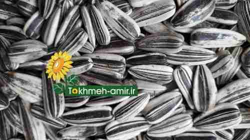 فروش عمده  تخمه ، تخمه امیر در اصفهان در گروه خرید فروش تجهیزات گلخانه - صنعتی خانگی هوشمند دست دوم در یکمیوه -عکس1