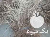 فروش نهالستان انگور بیدانە در ایلام در گروه خرید فروش نهال - انواع گردو پسته بادام سلطانی انگور در یکمیوه -عکس1