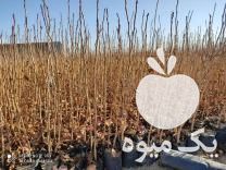 فروش نهال پسته هومن در مهر در گروه خرید فروش نهال - انواع گردو پسته بادام سلطانی انگور در یکمیوه -عکس1