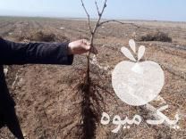فروش نهالستان بزرگ انگور در ملکان در گروه خرید فروش نهال - انواع گردو پسته بادام سلطانی انگور در یکمیوه -عکس1