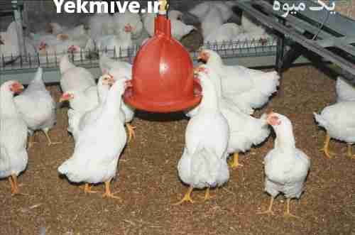 فروش نگهداری مرغ گوشتی در تهران در گروه خرید فروش عمده آلو - آلوچه گوجه سبز زرد خاکی شابلون سانتریزه سیاه در یکمیوه -عکس1